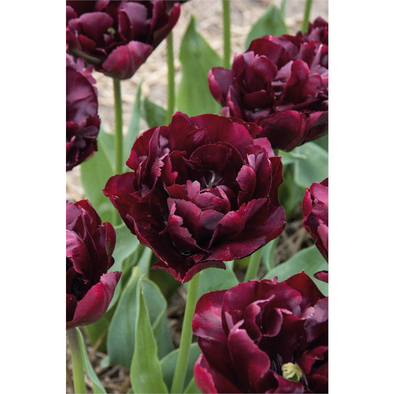 Луковица Тюльпан Пальмира 12/14, 10 шт/уп 