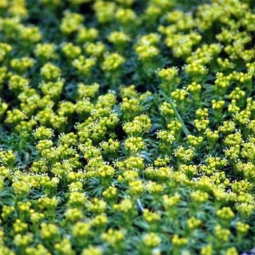 Азорелла трехвильчатая Р9 