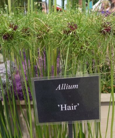 Луковица декоративный лук Хэир 4/5, 10 шт/уп 