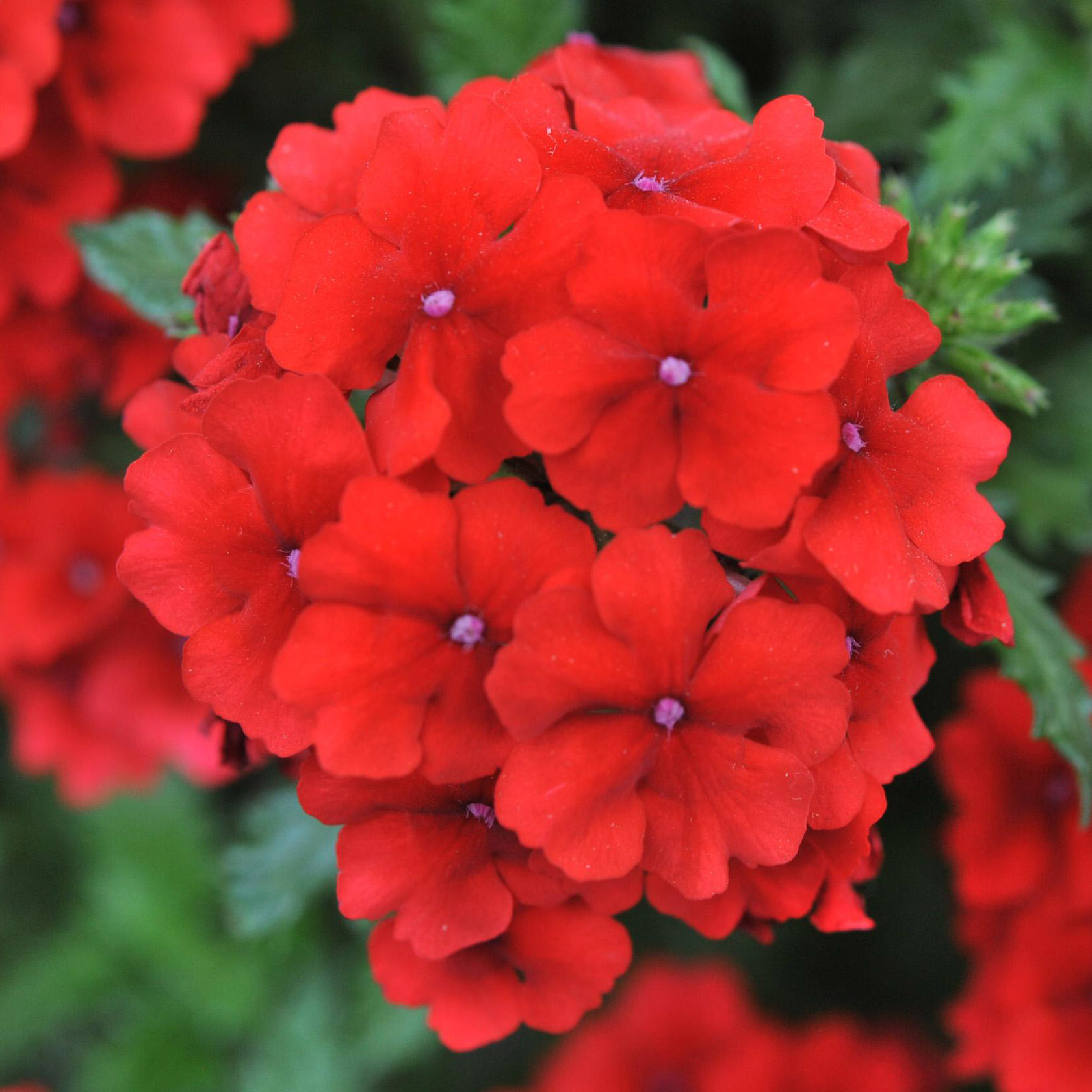 Вербена ампельная Импресс Сан красная D23 ПВ 