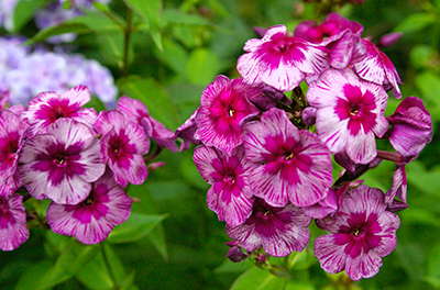 Флокс метельчатый Дракон v2 Lav 