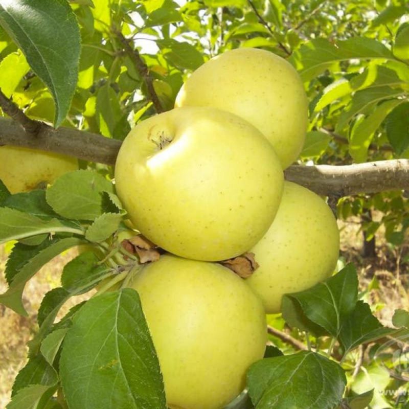 Яблоня Антоновка поздн v7 100-120 Tim 