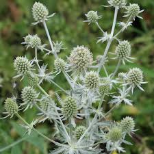 Синеголовник плосколистный Сильвер Салентино (С3) ЦО 