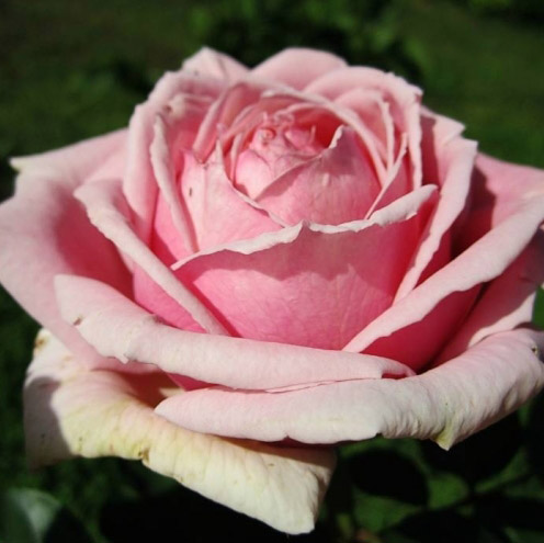 Роза чайно-гибридная Фредерик Мистраль в коробке ЦО 