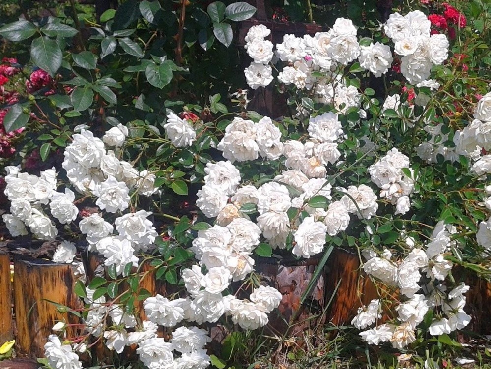 Роза почвопокровная Сноуфилд C3,5 Н25-45 ЦО 