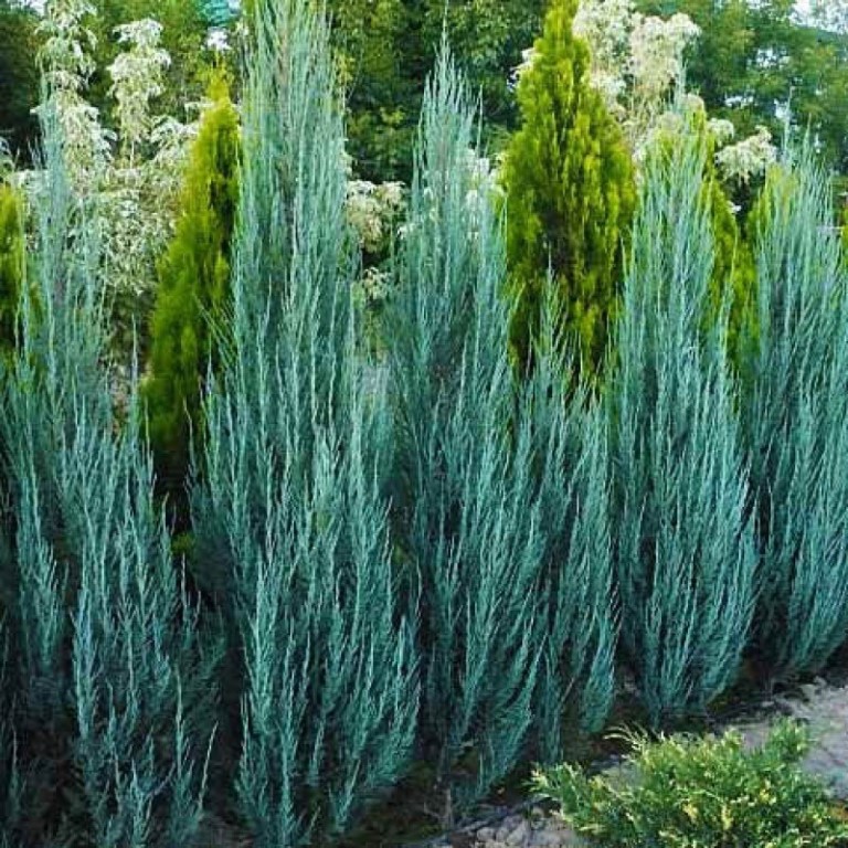 Растение можжевельник чешуйчатый Блю арроу с2/60-80 Bor 