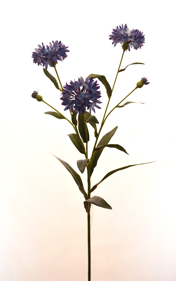 Цветок искусственный Георгин сиреневый 60см арт.к000027616 по цене 