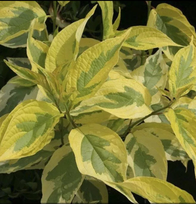 Дерен белый Гаучалти с7,5 30-50 YP 