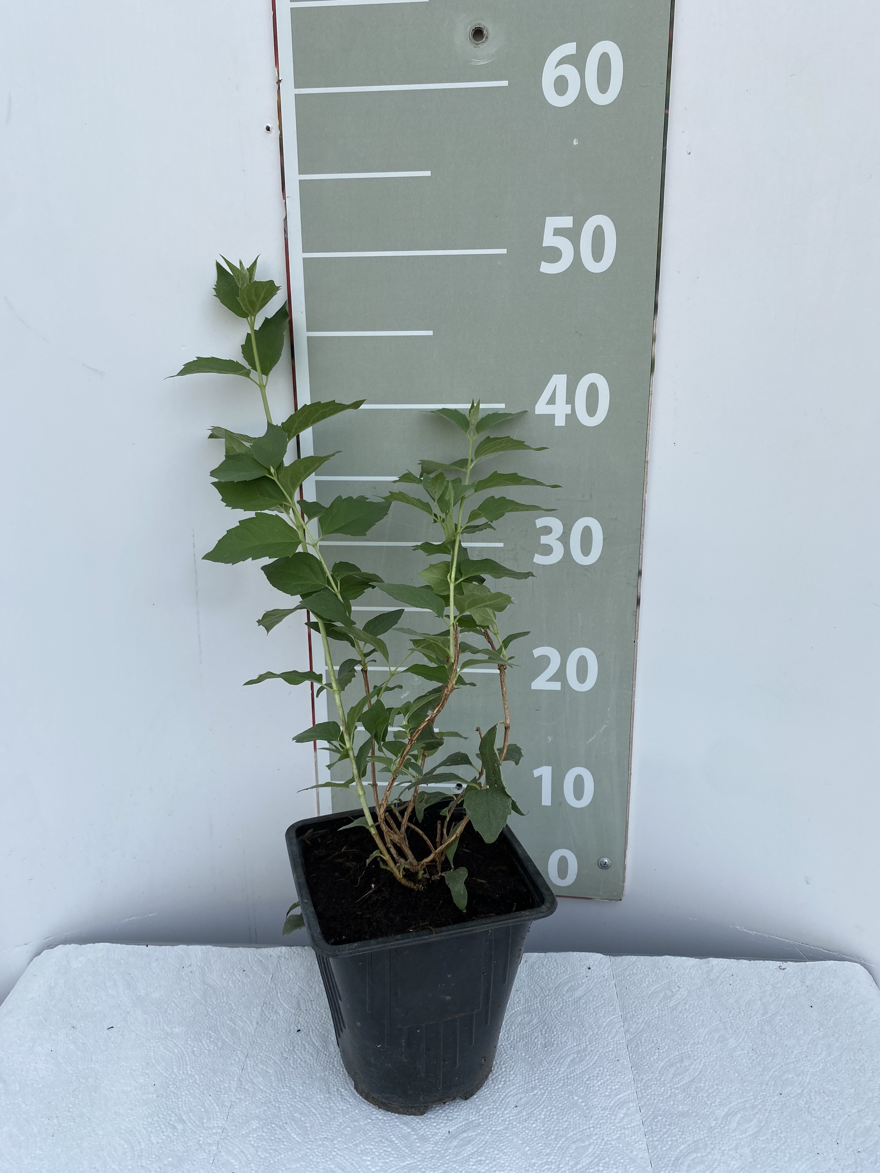 Чубушник Жирандоль v2 Lav 