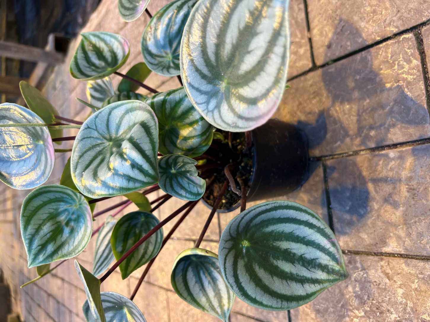 Пеперомия Аргирея d11 Tim 