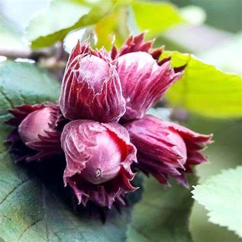 Фундук Сахарный v5 60-80 Tim 