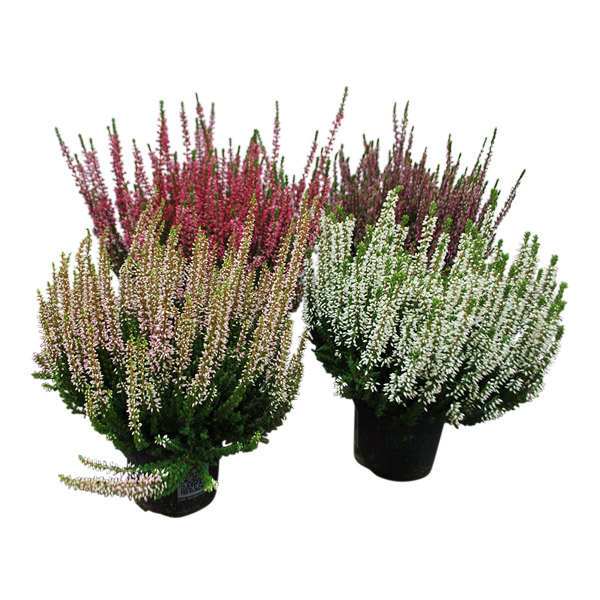 Каллуна Бьюти Леди d12 