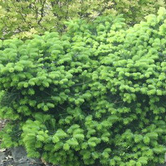 Пихта нордманская Веркадес Простэйт C7.5 30-40 cm Sch 