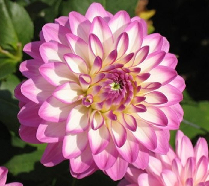 Клубень Георгина декоративная Мелоди Дикси 1шт. Поиск 