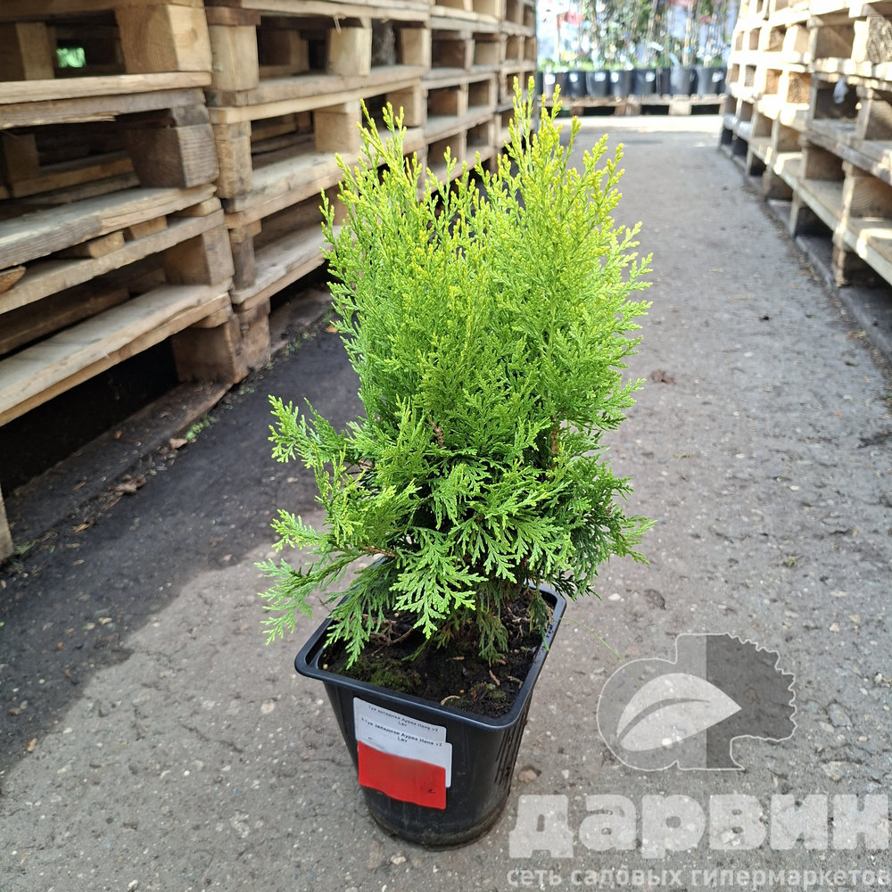 Туя западная Ауреа Нана v2 Lav по цене  Туя западная Ауреа Нана v2 Lav