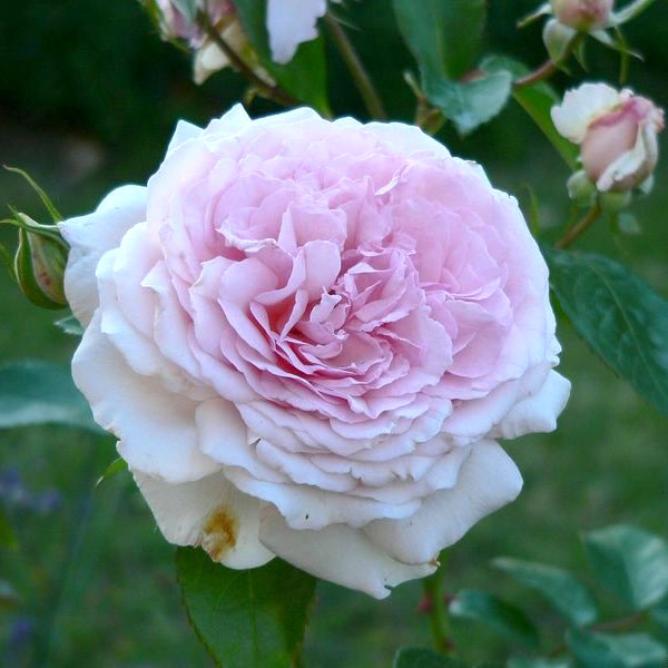 Роза шраб Александра Принц. де Люксенбург v5 Dem 