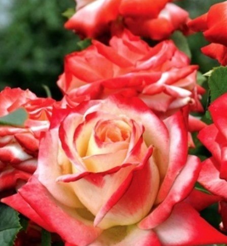 Роза чайно гибридная Кайзер Фарах в коробке AV 