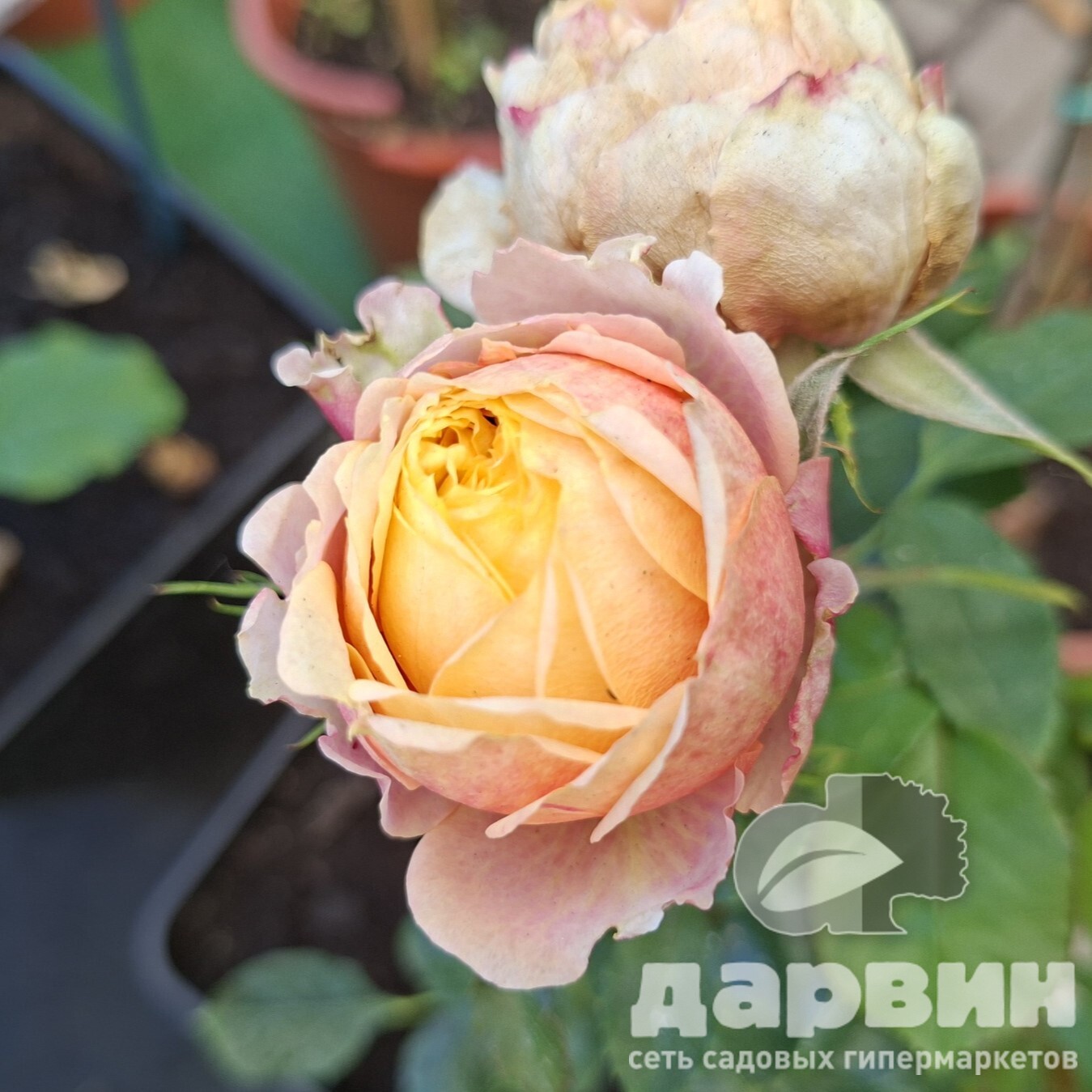 Роза миниатюрная Беби Романтика v5 Lav 