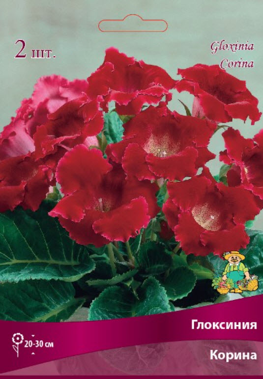 Клубень Глоксиния Корина  5/6 1шт. Поиск 