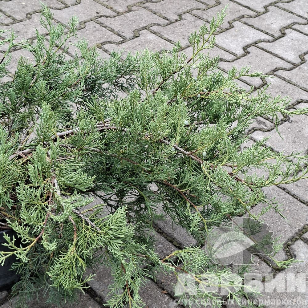 Изображение 2