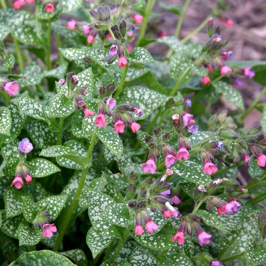 Медуница Мисс Мун v2 Tim 