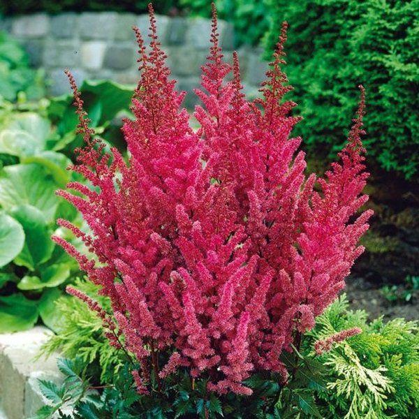 Астильба Astilbe chinensis Maggie Daley