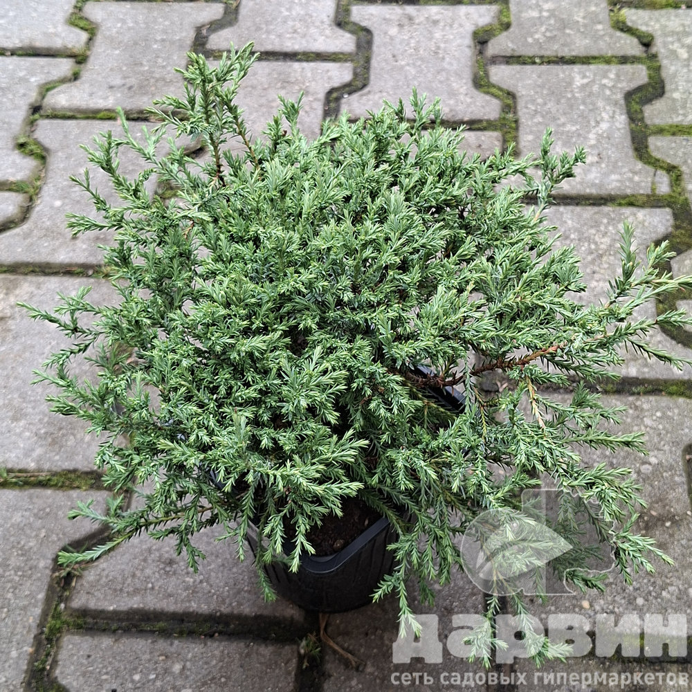 Туя западная Мистер Боулинг Болл v2 Lav 