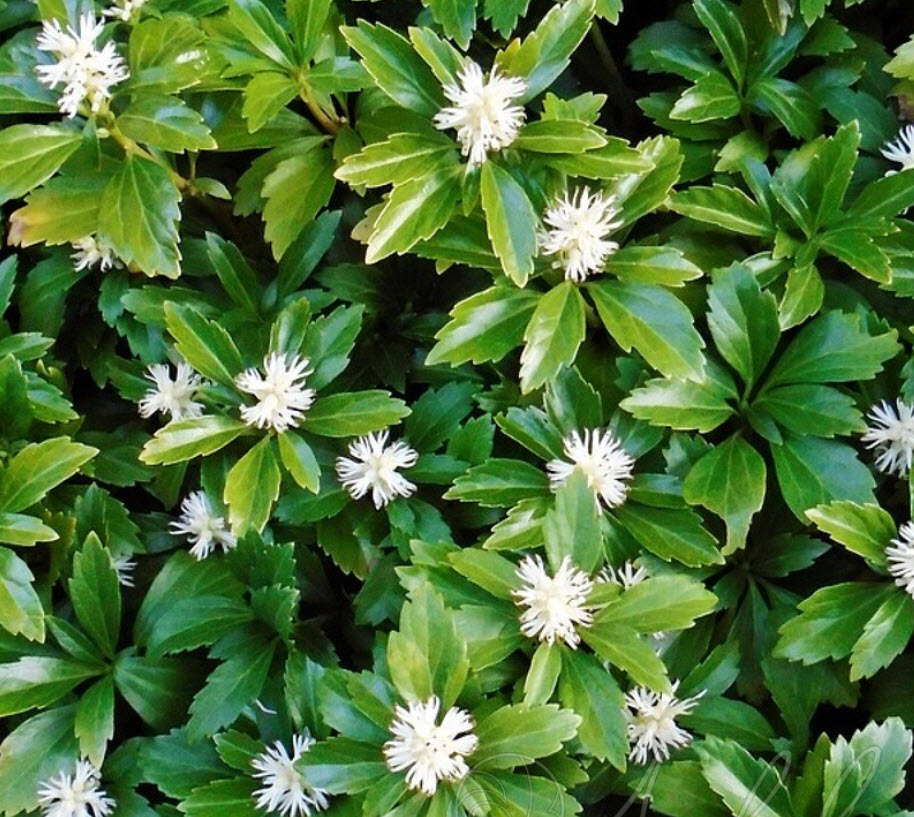 Пахизандра v1,5 Push 