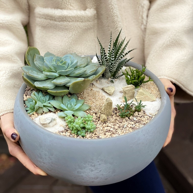 Суккулент d8 ХР 