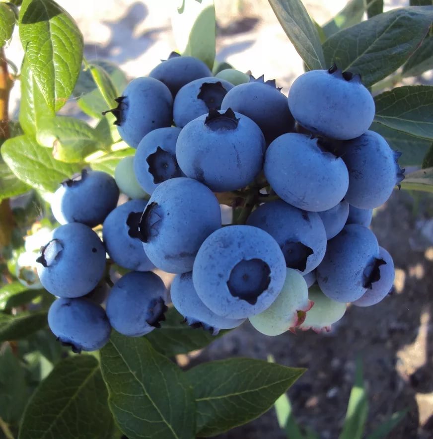 Голубика высокорослая Дюк v2 ЦО по цене  Голубика высокорослая Дюк v2 ЦО