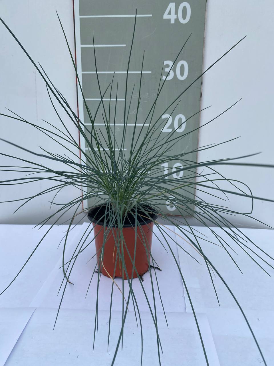 Овсяница сизая Элиа Блю d10 Lav 