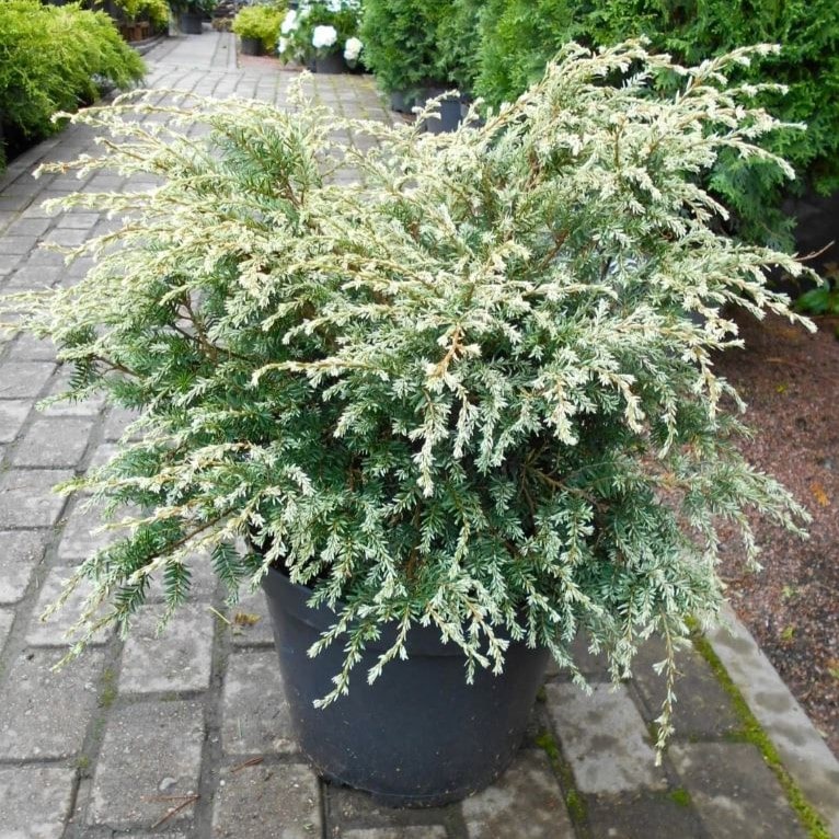 Тсуга канадская Генч Вайт 25-30 cm cont. 4,0L  Mt 