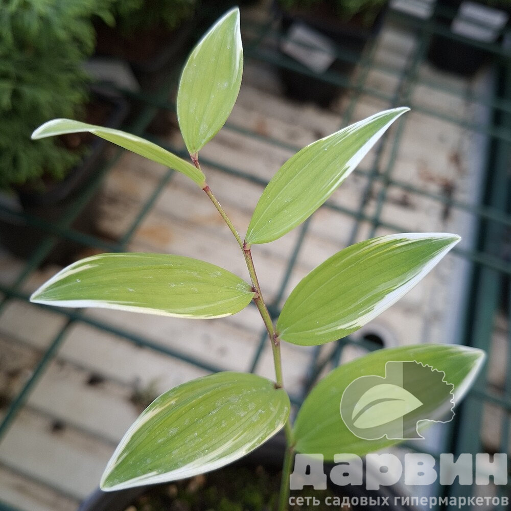 Купена серповидная Вариегатум d17 ХР 