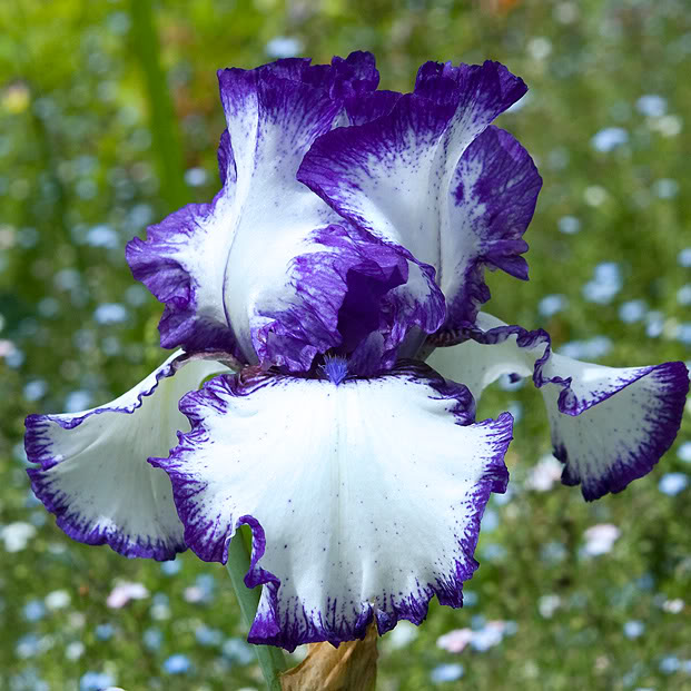 Ирис Луп зе луп Tim 