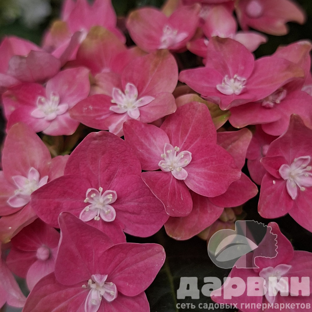 Гортензия крупнолистная Россо Глори v5 Tim 