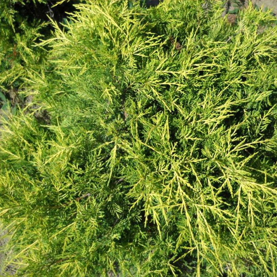 Можжевельник виргинский Голден Спринг v5-7 Tim 