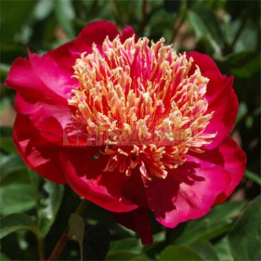 Пион Сворд дэнсе v5 Tim 