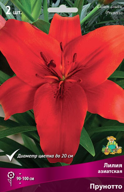 Луковица Лилия азиатская Прунотто 14/16 2шт. Поиск 