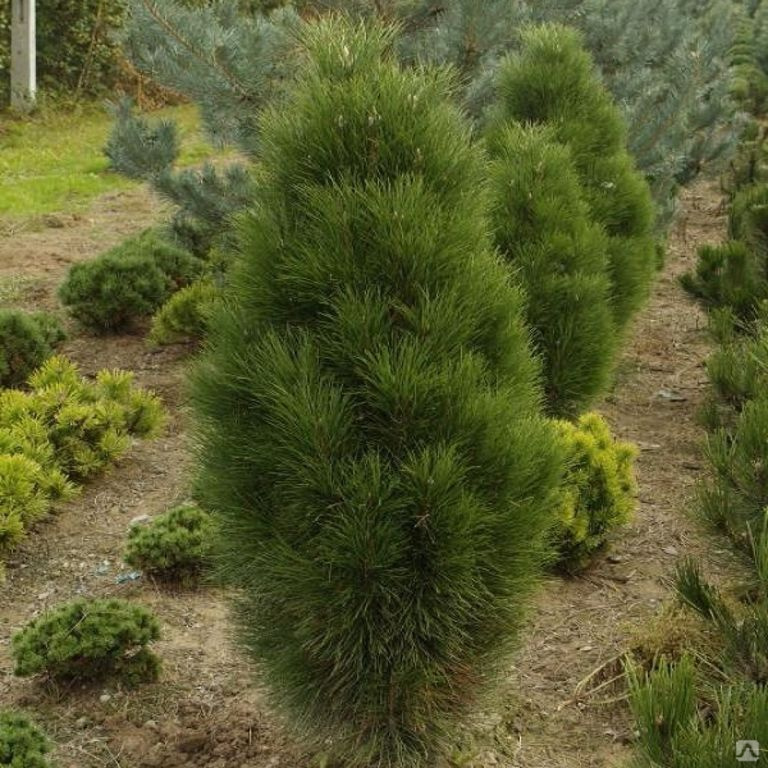 Сосна черная Пирамидалис v5 40-50 Tw 