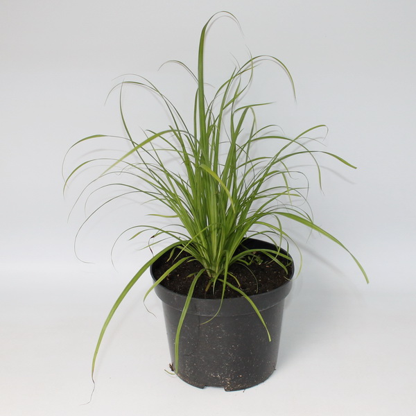 Осока Арнелла конт 2-3 л Les 