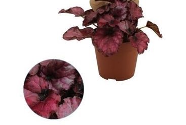 Бегония Рекс Ред Булл d8 h15 