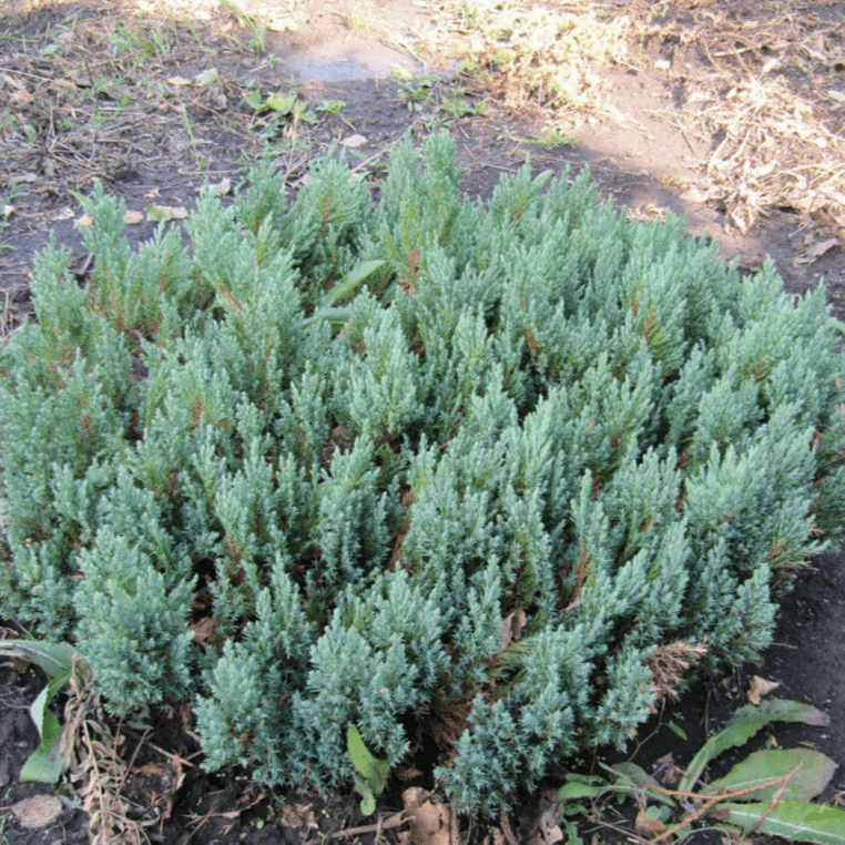 Можжевельник горизонтальный Блю Форест v3 Tim 