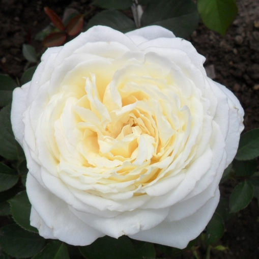 Роза чайно-гибридная ЖАН МОРО v7 Fr 