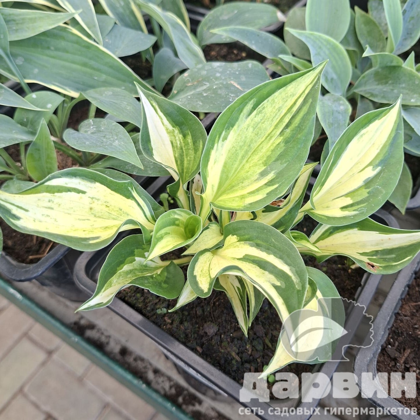 Хоста Файр энд Айс v2 Tim 