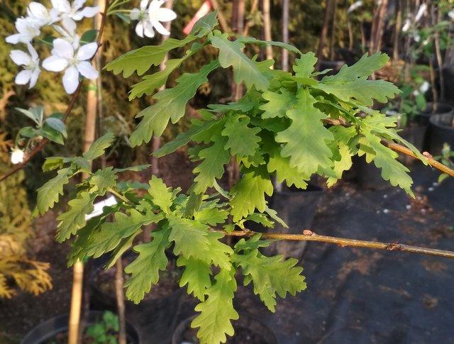 Дуб черешчатый v7,5 120-160 