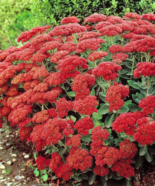 Седум гибридный Манстед Дарк Ред d12 ХР 