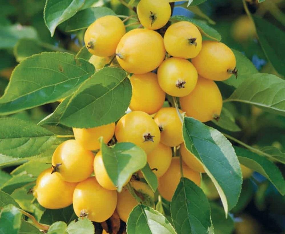 Яблоня колоновидная Китайка желтая v7 60-80 Tim 