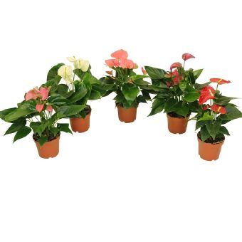 Антуриум микс d7 h30 