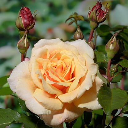 Роза шраб Карамелла v5 Dem 