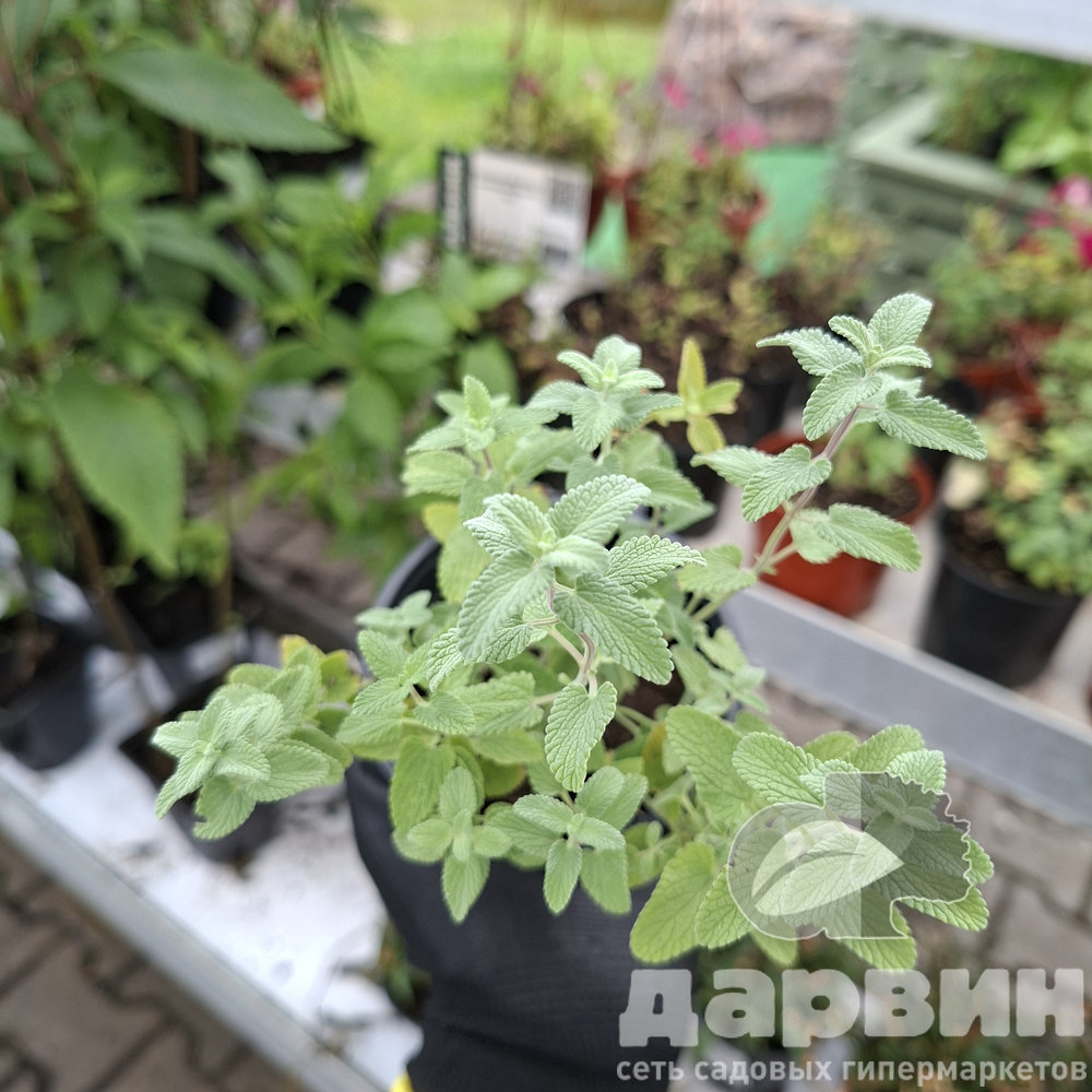 Котовник фассена p9 ХР 